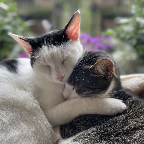 Skittles & Fudge uit Rijswijk zoekt een Kattenoppas