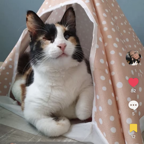 Lucky uit Austerlitz zoekt een Kattenoppas