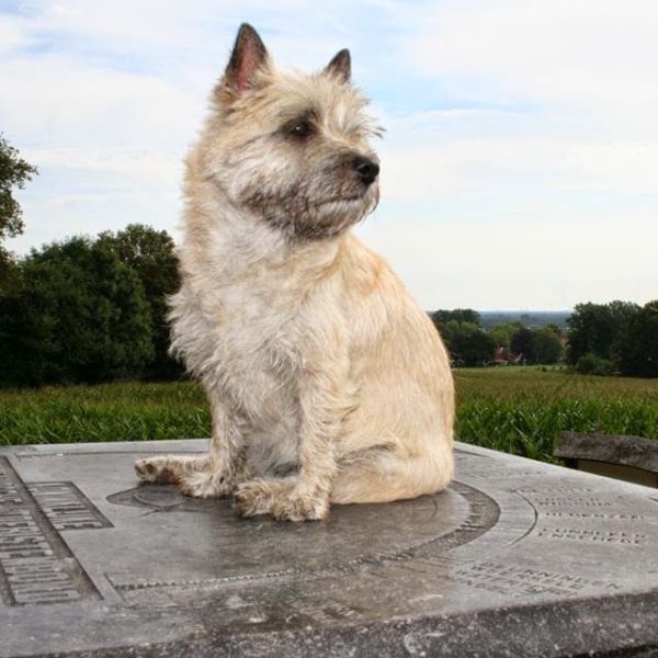 Indy ✝️ uit Tubbergen zoekt een Hondenoppas