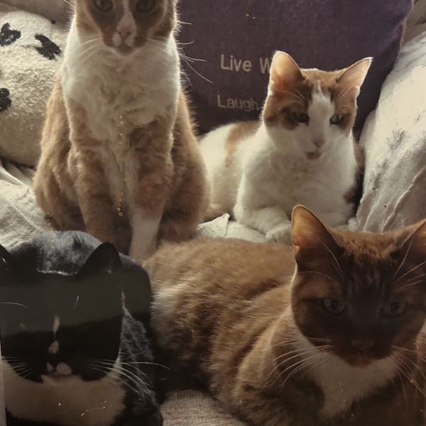 Kattenoppas Karin uit 'S-Gravenhage