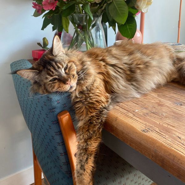 Lou uit Den Haag zoekt een Kattenoppas