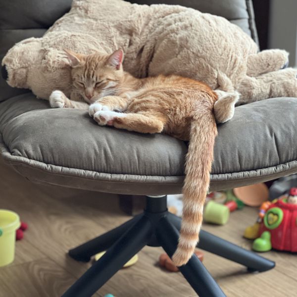 Frits, Egbert uit Epe zoekt een Kattenoppas