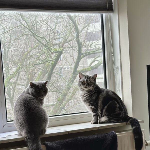 Kiba uit Groningen zoekt een Kattenoppas