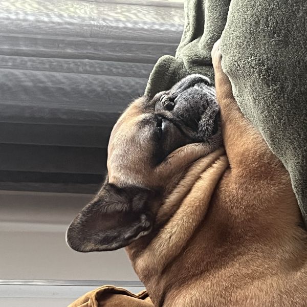 Chapo, Leyla, Deeks uit Mijdrecht zoekt een huisdierenoppas