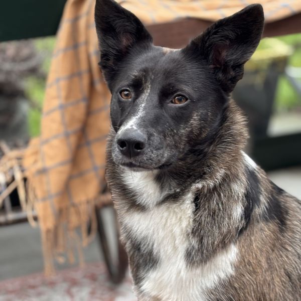 Lizzy uit Terneuzen zoekt een Hondenoppas