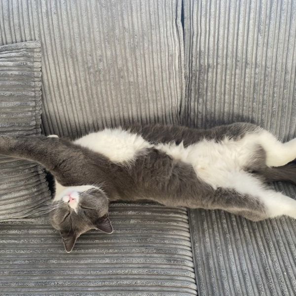 Huisdierenoppas N uit Eelderwolde