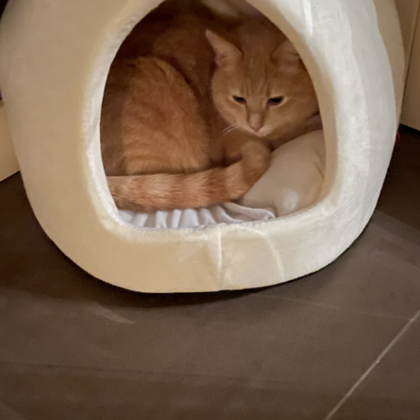 Beetle, Bowie uit Zuidwolde zoekt een Kattenoppas