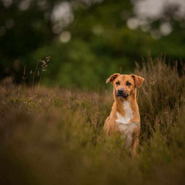Dex, Jak uit Eindhoven zoekt een Hondenoppas