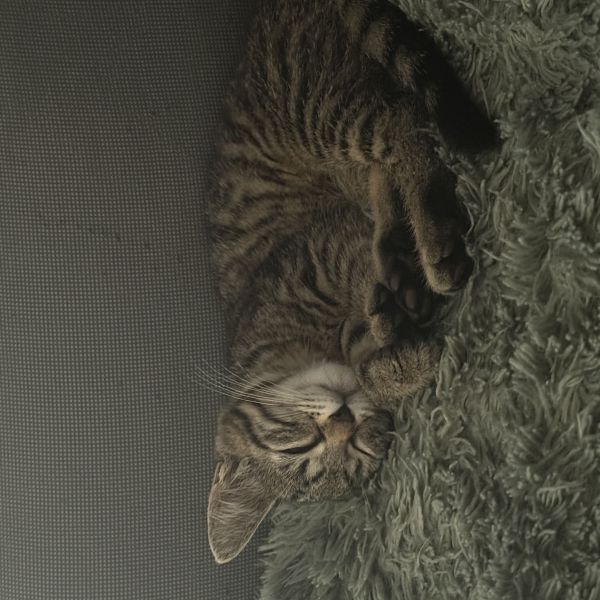 Muisje uit Harderwijk zoekt een Kattenoppas