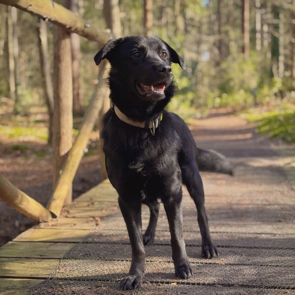 Pip uit Steenwijkerwold zoekt een Hondenoppas