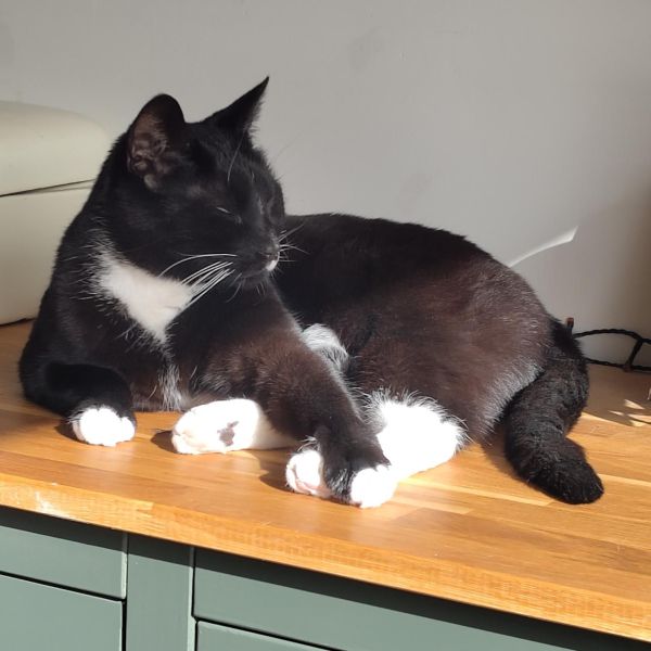 Djerba, Charlie uit Waddinxveen zoekt een Kattenoppas