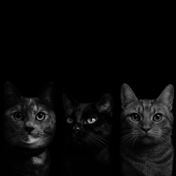 Storm, Pookie, Link uit Arnhem zoekt een Kattenoppas