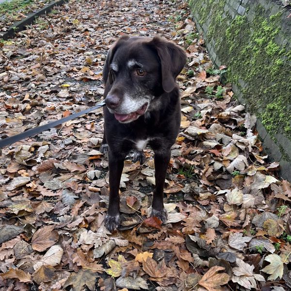 Bo uit Nijmegen zoekt een Hondenoppas