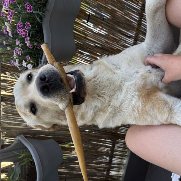 Charlie uit Hoorn zoekt een Hondenoppas