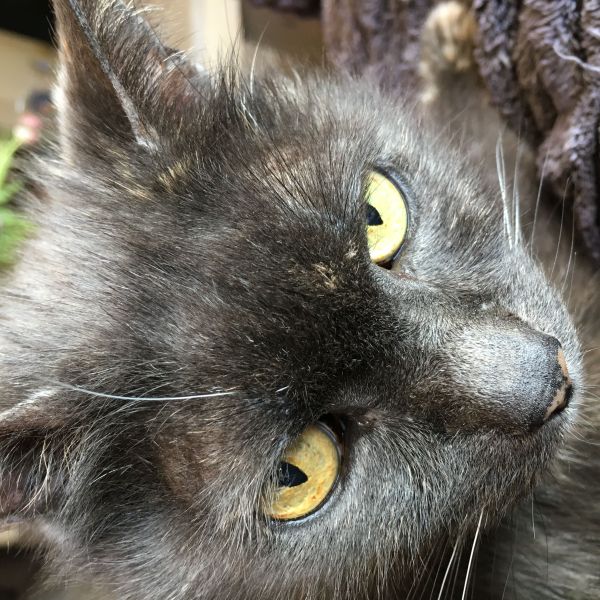 Kattenoppas Rosemarie uit Mijdrecht