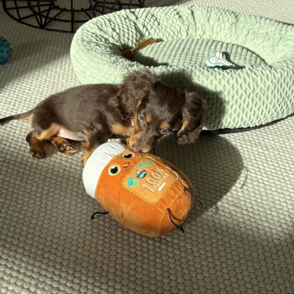 Flavia uit Amsterdam zoekt een Hondenoppas