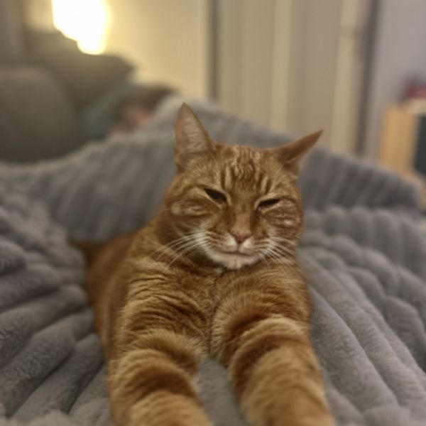 Tom uit Tuk zoekt een Kattenoppas