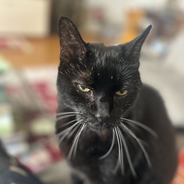 Jip uit Breukelen zoekt een Kattenoppas