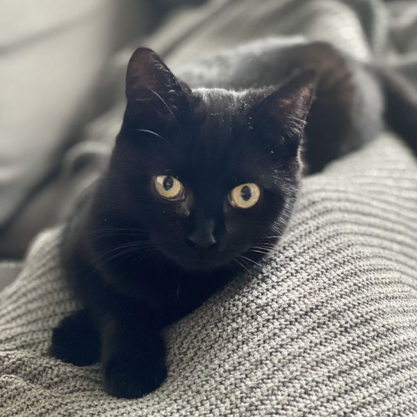 Pixel uit Leerdam zoekt een Kattenoppas