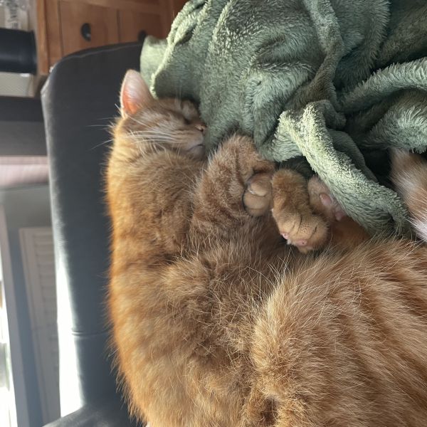 Jack uit Monster zoekt een Kattenoppas