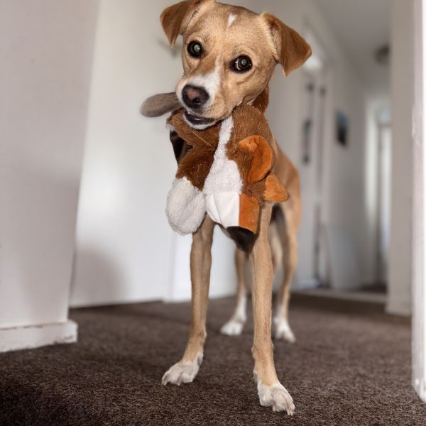 Tommy uit Haarlem zoekt een Hondenoppas