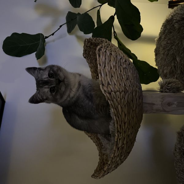 Karen Blok uit Usquert zoekt een Kattenoppas