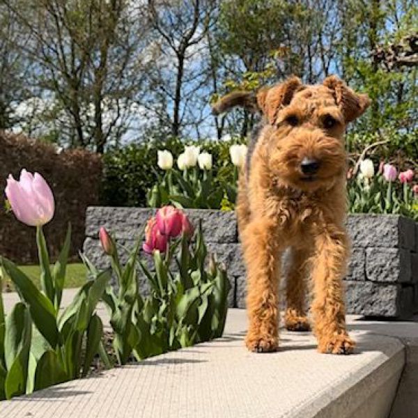 Sam uit Arnhem zoekt een Hondenoppas