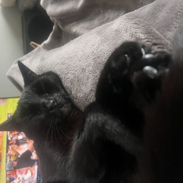 Ramsus, Bram uit Leeuwarden zoekt een Kattenoppas