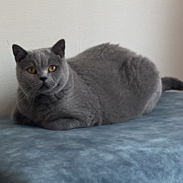 Teddy uit Huizen zoekt een Kattenoppas