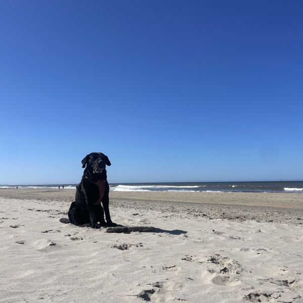 Eddi uit Den Haag zoekt een Hondenoppas