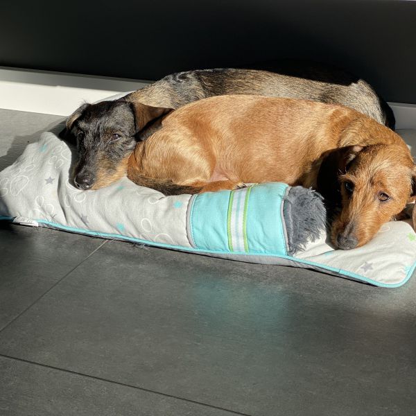 Storm, Donder uit Waddinxveen zoekt een Hondenoppas