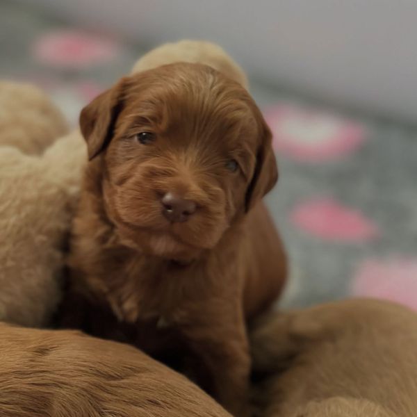 Pup uit Barendrecht zoekt een Hondenoppas