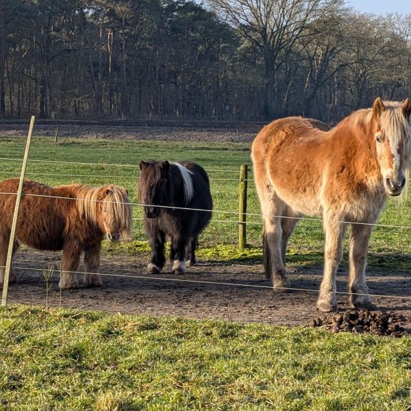 Merlijn, Misty, Muis en Saskia uit Helvoirt zoekt een Boerderijoppas
