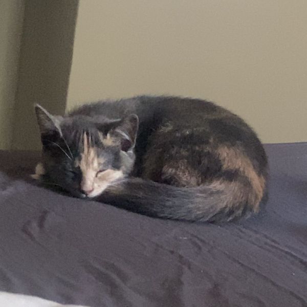 Mila uit Oostzaan zoekt een Kattenoppas