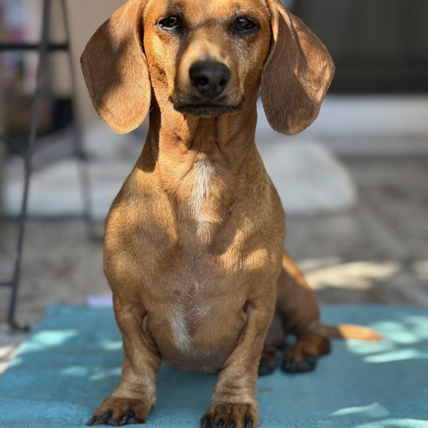 Bram uit Amstelveen zoekt een Hondenoppas