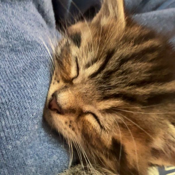 Kattenoppas Dies uit Groningen