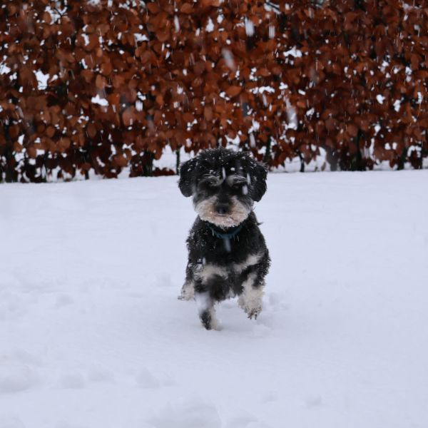 Tommie, Chelsea, Ramboo uit Sprang-Capelle zoekt een huisdierenoppas