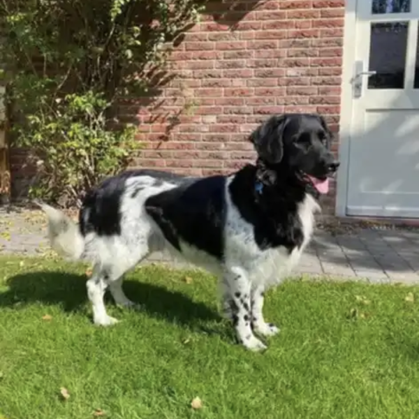 Jorre uit Nijmegen zoekt een Hondenoppas