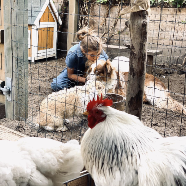 Onze poes, konijnen, ratjes en kippen uit Amersfoort zoekt een Boerderijoppas