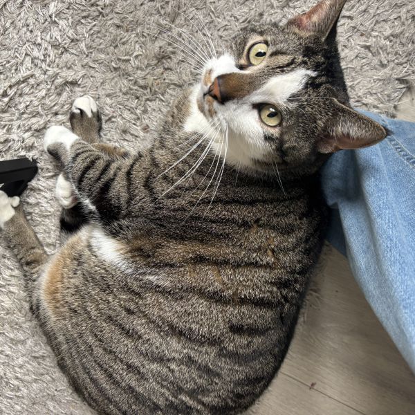 Billie uit Hengelo zoekt een Kattenoppas