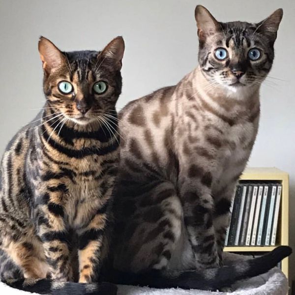 Sammy (links op de foto - Brown rosetted Bengaal), Spike (rechts op de foto - Snow spotted Bengaal) uit Leusden zoekt een Kattenoppas