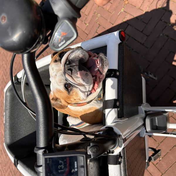 Nellie, Siem, Sjakie uit Heiloo zoekt een huisdierenoppas