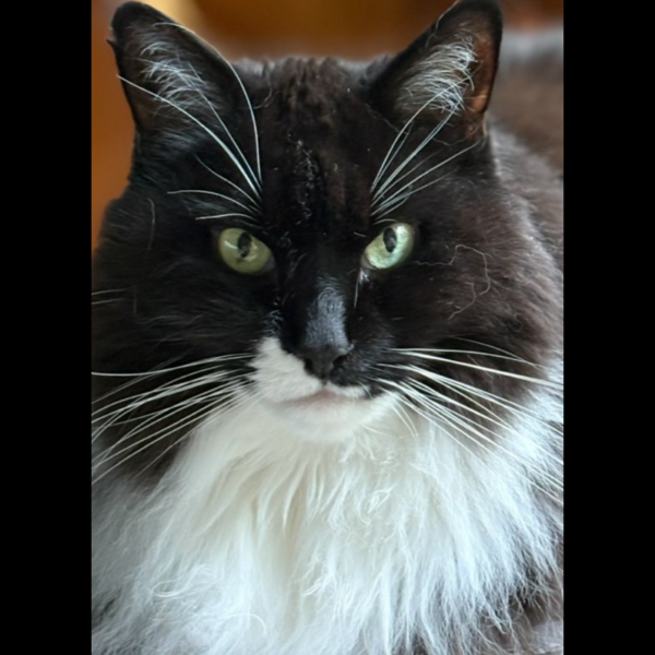 Noortje, Poppy, Lizzy uit Montfoort zoekt een Kattenoppas