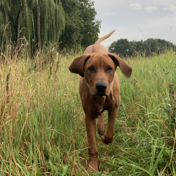 Leo uit Leusden zoekt een Hondenoppas