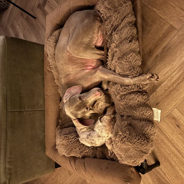 Roef, Freek uit Heemskerk zoekt een Hondenoppas