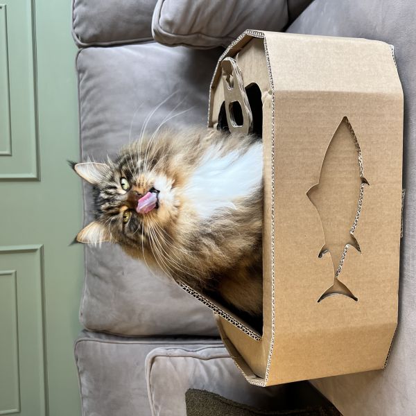 Loyce, Momo, Sonjah + maatje uit Heumen zoekt een huisdierenoppas