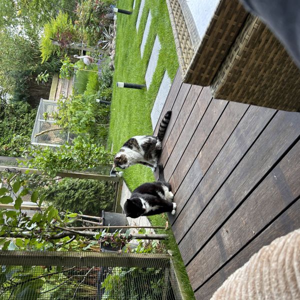 Mike en Snuitje uit Annen zoekt een Kattenoppas
