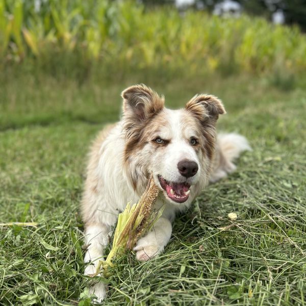 Cash uit Holten zoekt een Hondenoppas