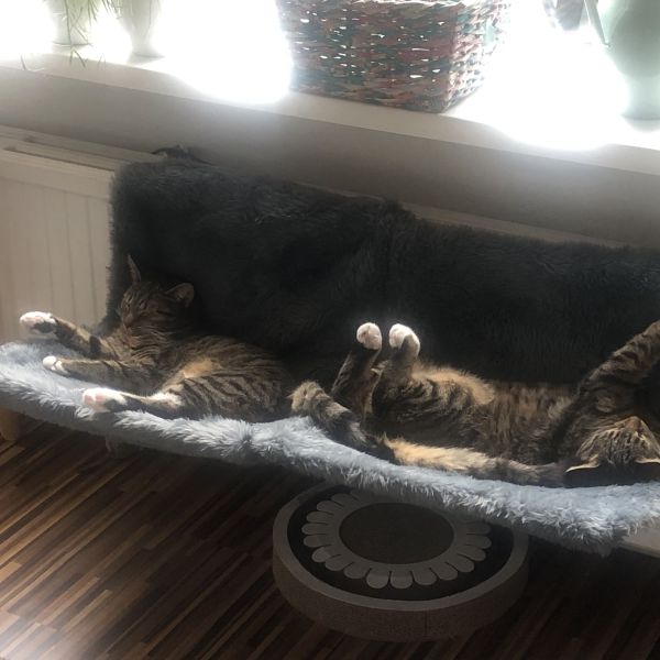 Luna en Lela uit Krimpen Aan Den Ijssel zoekt een Kattenoppas