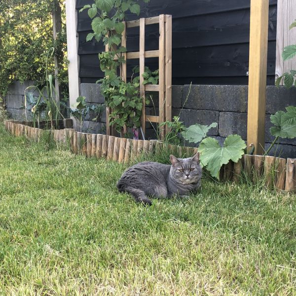 Kiki uit Heerhugowaard zoekt een Kattenoppas